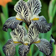 View 💐Zebra Stripes Iris (Iris Germanica) – A Bold, Striped Beauty image 1