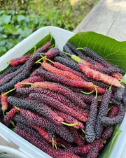 View Four seasons long fruit mulberry seeds image 2