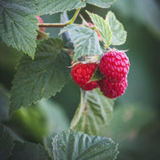 View 🍓Red Raspberry Seeds image 5