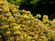 View Yellow Banks Rose Seeds image 4