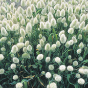 View Bunny Tails Flower Seeds image 2