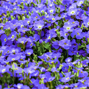 View Creeping Blue Speedwell Veronica Repens Groundcover Flower Seeds image 1