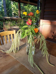 View Amaranth Seeds - Emerald Tassels image 2