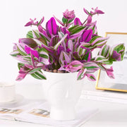 View Tradescantia 'Nanouk' Seeds image 1
