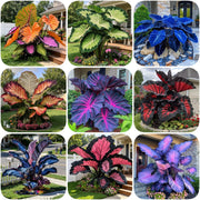 View 🌈 Giant Caladium Bulbs 🎊The color wizard that creates a dream garden 🌿✨ image 1