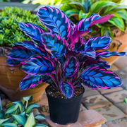 View Potted Alocasia Bulbs 🍃 image 6