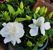View Big Leaf Gardenia Seeds image 2
