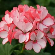 View ✨Geranium – The Colorful and Cheerful Fairy of Your Balcony! image 1