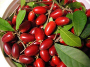 View RARE Miracle fruit seeds, Miracle berry image 6