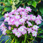 View Rain Orchid Bulbs-Blooms once the next rain falls image 1