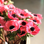 View Rosa Shocking Anemone Seeds image 2