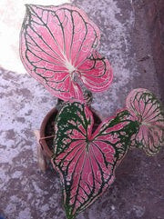 View Pink Princess Beauty - Rare image 3