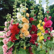 View 🏆 50K+ SOLD!🌺Double Hollyhock Seeds – Fall & Winter Planting, Perennial Blooms & Stunning Garden Elegance 🍂 image 1