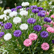 View 🌸Cornflower Garden Seeds image 6