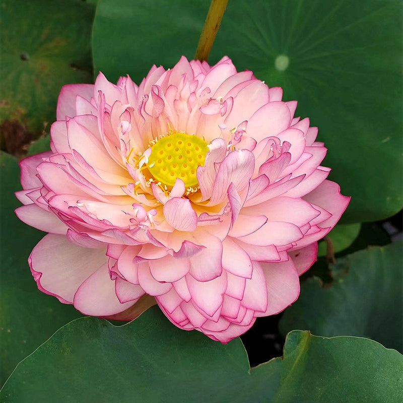 🪷Bonsai Double Lotus Seeds-Pure Heart