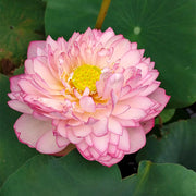 View 🪷Bonsai Double Lotus Seeds-Pure Heart image 6
