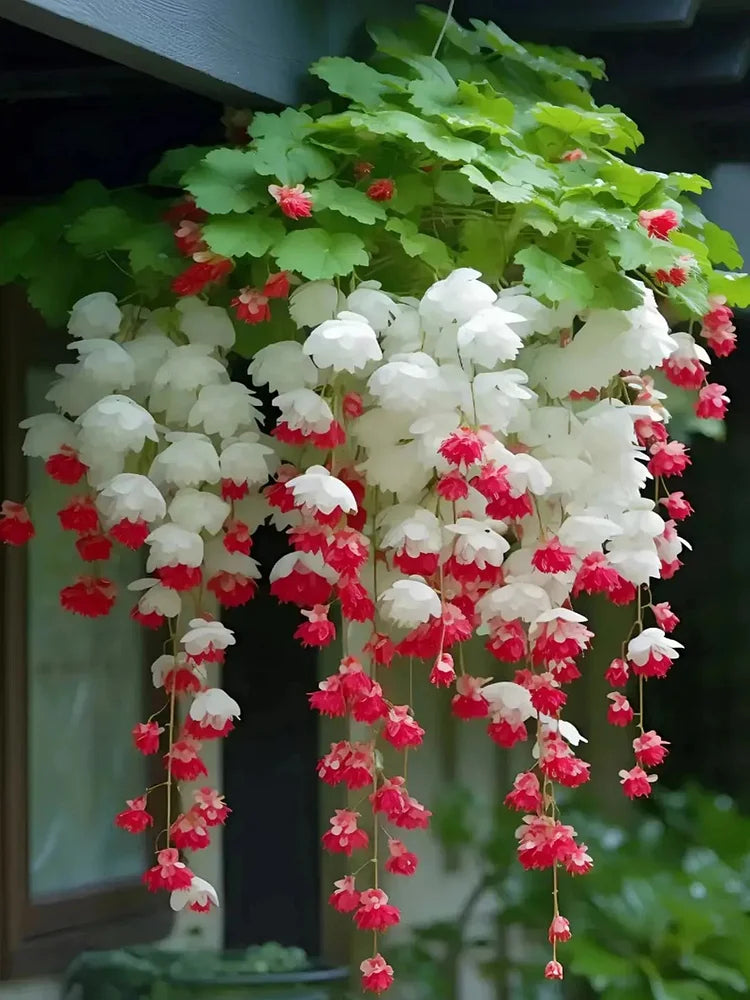 Weeping Begonia Seeds-Malus halliana