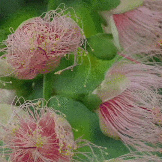Barringtonia racemosa seeds🌸