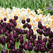 View Black Hero Tulip Seeds image 1