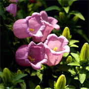 View Chimes Flowers Seeds image 1
