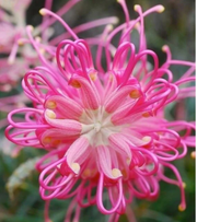 View Grevillea banksii (Red Silky Oak) Seeds image 2