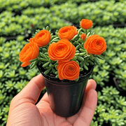 View 🪴Double-flowered Rose Orchid Seeds-Cold-resistant and fragrant image 4