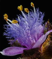 View Cyanotis-Purple Blue Perennial Plants Flowers image 6