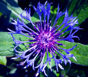 View Centaurea montana- Bachelor Buttons image 3