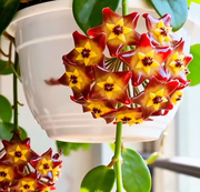 View ✨Hoya Bulbs- Stars falling from the sky✨ image 4