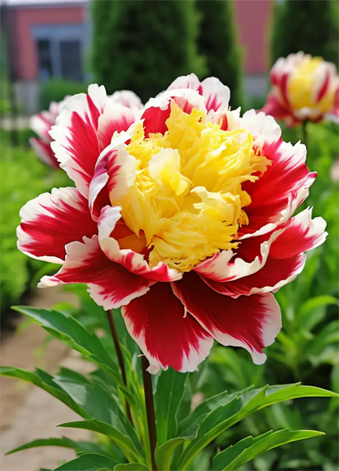 💙💛Blue Yellow Peony Flower Seeds
