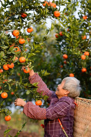 View 🍊Red Tangerine Seeds-Sweet, Juicy, Abundant Harvests image 2