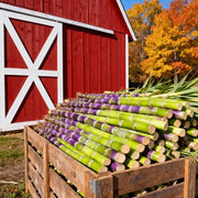 View 🌿🍬 Sugar Cane Seeds – Sweeten Your Garden & Life with Low-Maintenance, High-Sucrose Hybrid! 🌱 image 4