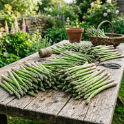 View Asparagus Seeds - Perennial Heirloom Vegetable Seeds - Grow Tender, Delicious Asparagus Spears Year After Year image 5