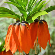 View Fritillaria Crown Imperial Aurora image 6