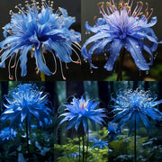 View 💙Blue Spider Lily: Where Mystery Meets Beauty image 2