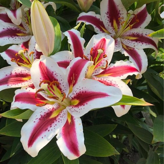 🌸 Rare Color Lily Bulbs– Blooms of Elegance and Grace 🌸