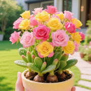 View 🌹🎉Double-flowered Rose Orchid Bulbs-Cold-resistant and fragrant image 4