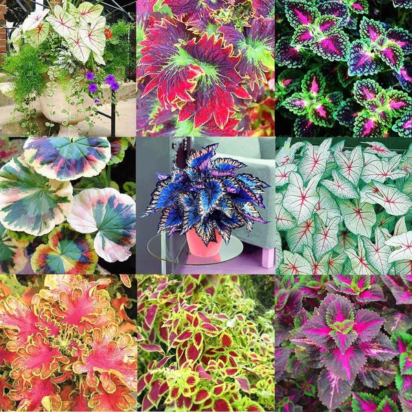 Coleus Bonsai Flower Leaf Plants Rainbow Dragon Seeds Garden