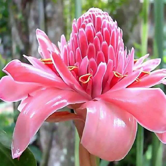 Porcelain rose seeds-Etlingera elatior-Torch Ginger