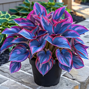 View 🪴Premium Hosta Seeds for Lush Shade Gardens image 5