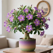 View Rainbow Desert Rose - Cold and Heat resistant, Easy to survive image 6