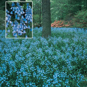 View Spanish Bluebells Flower Seeds image 2