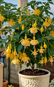 View Fuchsia Seeds - Lantern flower image 5