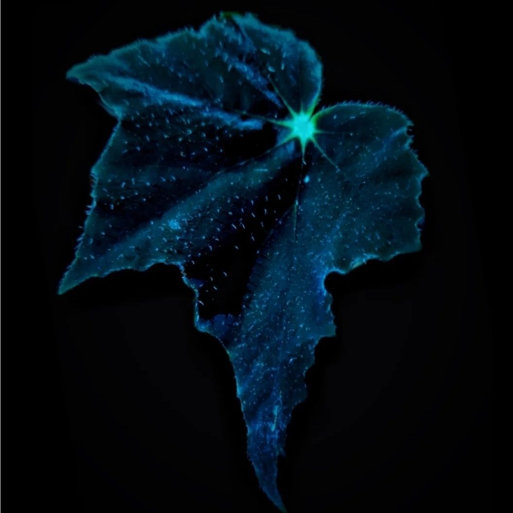 Black Swan Begonia