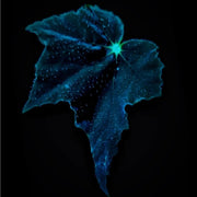 View Black Swan Begonia image 6