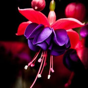 View 🧚🏼Fuchsia Flowers Seeds-Dancing Elf🪴Bonsai image 2