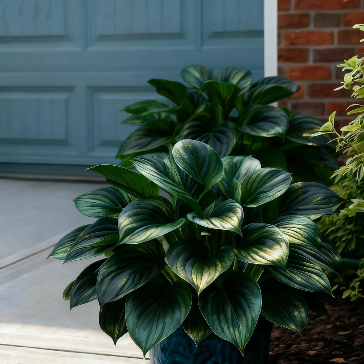 🌈🔥 Limited Edition Rainbow Flame Hostas -Rare Multicolor Foliage, Exclusive to Our Store 🌸