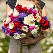 View De Caen Mix Anemone Seeds image 3
