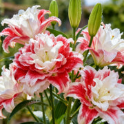 View Double-petaled bicolor fragrant lily Bulbs—Fresh and Sweet image 4