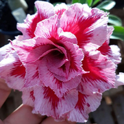 View 🎁Desert Rose Bulbs🌵Super easy care! 🌸 Adenium Obesum Bulbs image 2